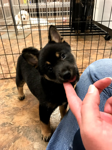 Pet Supply Store «Just Pets», reviews and photos, 8874 Maximus Dr, Lone Tree, CO 80124, USA