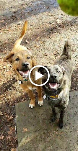 Dog Park «Brookdale Dog Park», reviews and photos, W Circuit Dr, Montclair, NJ 07043, USA