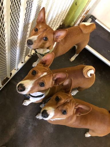 Dog Day Care Center «The Bowhaus Pet Company», reviews and photos, 2472 E Colorado Blvd, Pasadena, CA 91107, USA