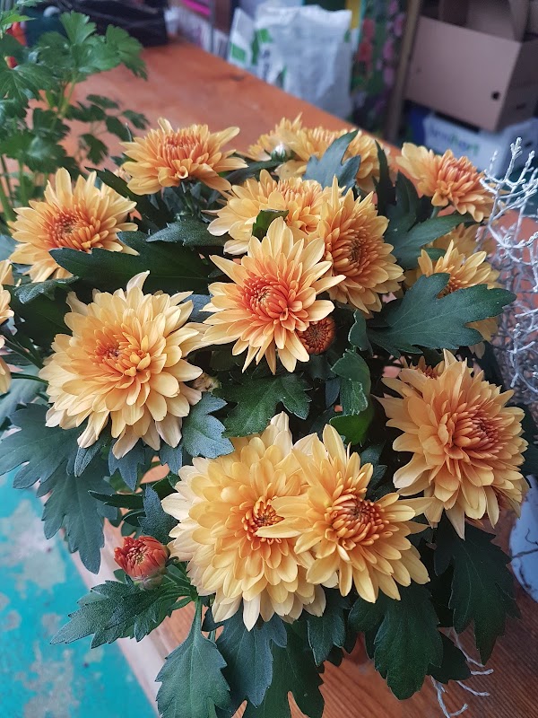 Imagen de El Roble (11 de 27)