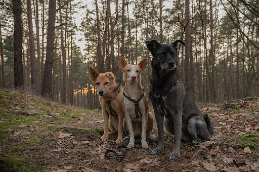 Tierarztpraxis Susanne Brey unter Oranienburg, Brandenburg