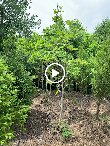 Landscaping Supply Store «Kirkwood Gardens», reviews and photos, 2701 Barrett Station Rd, Ballwin, MO 63021, USA