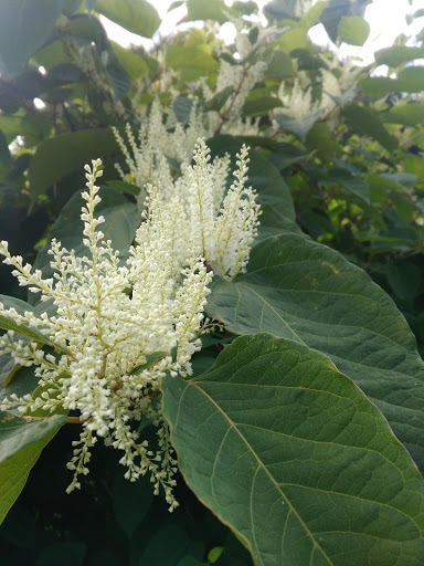 Park «Kent Lions Skate Park», reviews and photos, W Smith St & Interurban Trail, Kent, WA 98032, USA