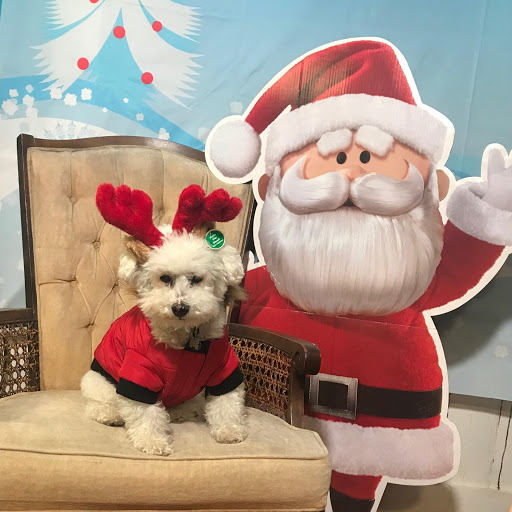 Pet Store «Pawsh Dog Boutique», reviews and photos, 31 Gloucester St, Boston, MA 02115, USA