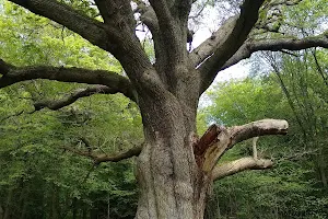 Grimston's Oak image
