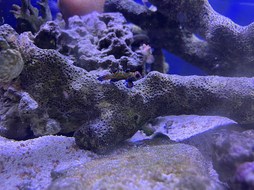 Tropical Fish Store «House of Fins», reviews and photos, 99 Bruce Park Ave, Greenwich, CT 06830, USA