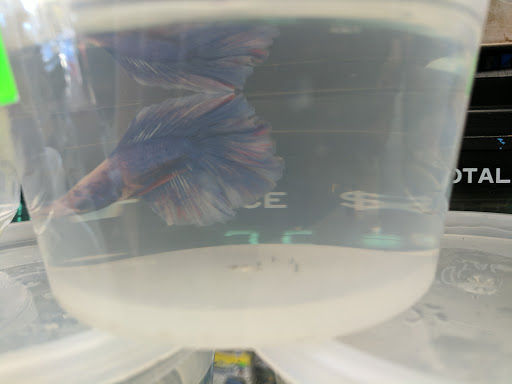 Pet Store «Eden Pets Supplies & Aquarium», reviews and photos, 3771 Bladensburg Rd, Brentwood, MD 20722, USA