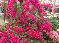 Gardener's Outlet - Car repair in Lubbock, TX, Lubbock - Rated 4.8/5