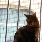 Photo n° 6 de l'avis de Laurent.a fait le 21/10/2020 à 22:48 pour Le Chat’Ren’Thé - CatCoffee & Restaurant à La Rochelle