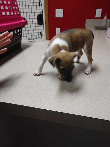 Animal Care Center of Tiffin image