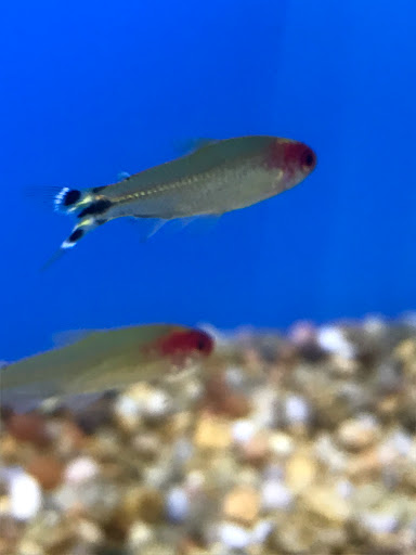 Pet Supply Store «Pet Supplies Plus», reviews and photos, 2912 Council Tree Ave #100, Fort Collins, CO 80525, USA