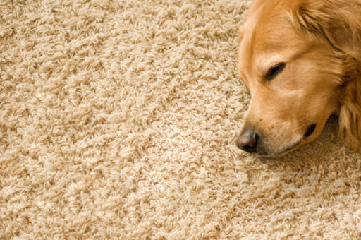 Seattle Best Carpet Cleaning
