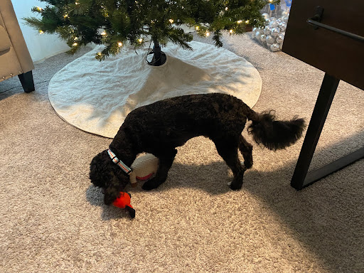 Pet Groomer «Woof Gang Bakery & Grooming Lake Nona - Retail, Grooming», reviews and photos, 10743 Narcoossee Rd, Orlando, FL 32832, USA