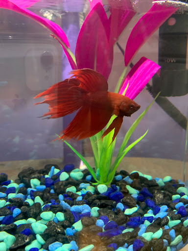 Pet Supply Store «Pet Supplies Plus», reviews and photos, 350 Ramapo Valley Rd #28, Oakland, NJ 07436, USA