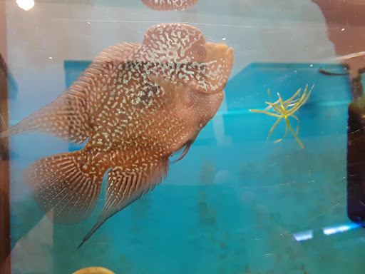 Pet Supply Store «Milwaukee Aquatics», reviews and photos, 3946 S Howell Ave, Milwaukee, WI 53207, USA