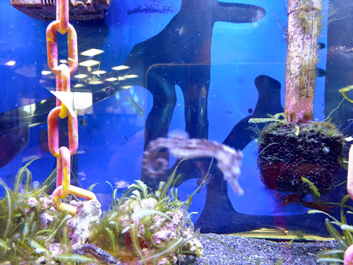 Aquarium «Aquarium World», reviews and photos, 13157 Northwest Fwy, Houston, TX 77040, USA