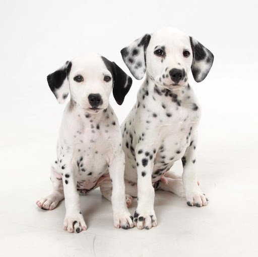 Pet Store «Furry Babies Inc», reviews and photos, 3340 Mall Loop Dr, Joliet, IL 60431, USA