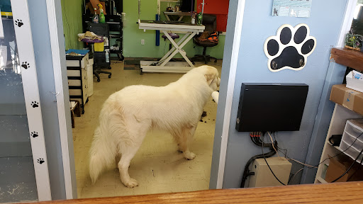 Pet Groomer «Tidy Dog Pet Supply & Salon», reviews and photos, 2612 Lebanon Pike A, Nashville, TN 37214, USA