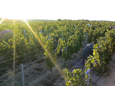 Domaine du Chaillot SCEA à Dun-sur-Auron
