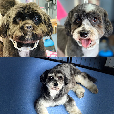 Estheti'chien à Dugny-sur-Meuse