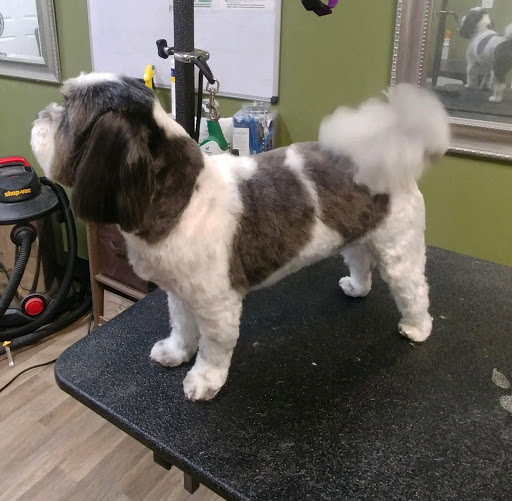 Pet Supply Store «EarthWise Pet Supply», reviews and photos, 3300 Hamilton Mill Rd #103, Buford, GA 30519, USA