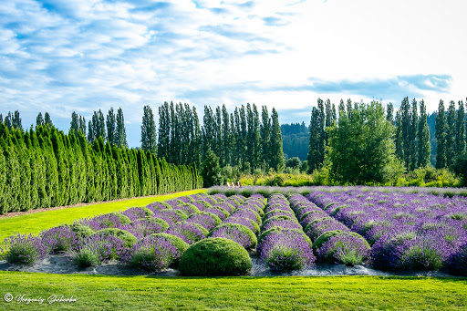 Event Venue «Woodinville Lavender», reviews and photos, 14223 Woodinville-Redmond Rd NE, Redmond, WA 98052, USA