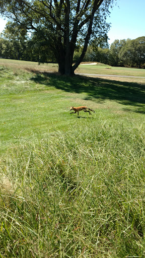 Golf Course «Triggs Memorial Golf Course», reviews and photos, 1533 Chalkstone Ave, Providence, RI 02909, USA