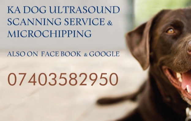 KA Dog Ultrasound Scanning Service - Leeds