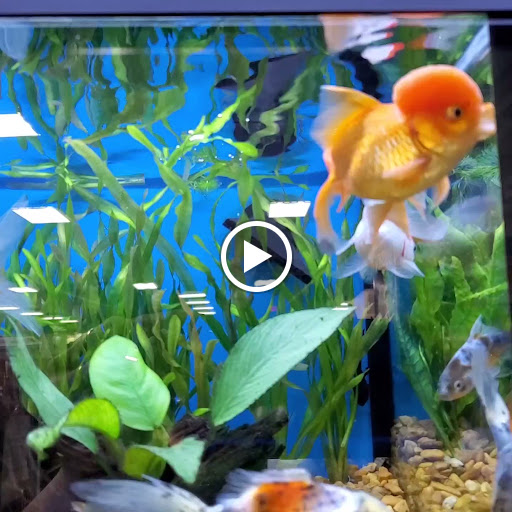 Pet Supply Store «Pet Supermarket, Inc.», reviews and photos, 1052 Peachtree Industrial Blvd, Suwanee, GA 30024, USA