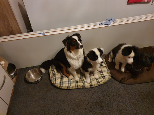 Tierärztliche Praxis für Kleintiere Dres. Hinken unter Goslar, 