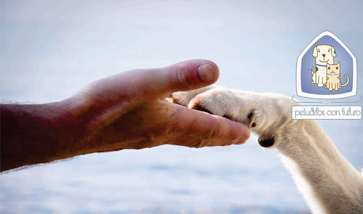 peluditos con futuro