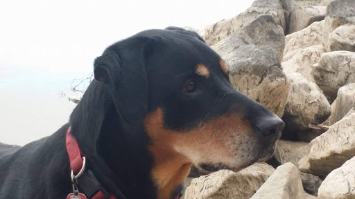 Pet Supply Store «PetSmart», reviews and photos, 8440 S Kipling Pkwy, Littleton, CO 80127, USA