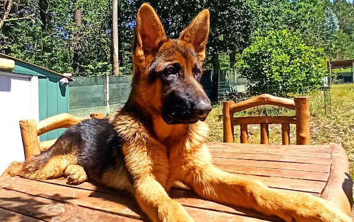 Clínica Veterinaria Sada en Sada