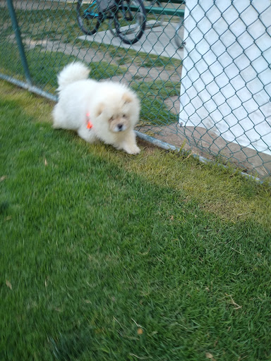 Downey Veterinary Hospital image