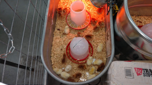 Home Improvement Store «Tractor Supply Co.», reviews and photos, 3400 Moody Pkwy, Moody, AL 35004, USA