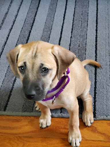 Lyons Veterinary Service, LLC image