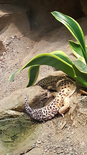 Natural History Museum «Natural History Museum of Utah», reviews and photos, 301 Wakara Way, Salt Lake City, UT 84108, USA