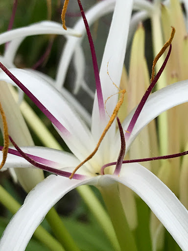 Museum «Bonnet House Museum & Gardens», reviews and photos, 900 N Birch Rd, Fort Lauderdale, FL 33304, USA