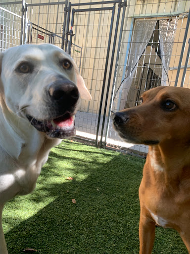 Pet Boarding Service «All About Pets», reviews and photos, 130 Arrow Rd #102, Hilton Head Island, SC 29928, USA