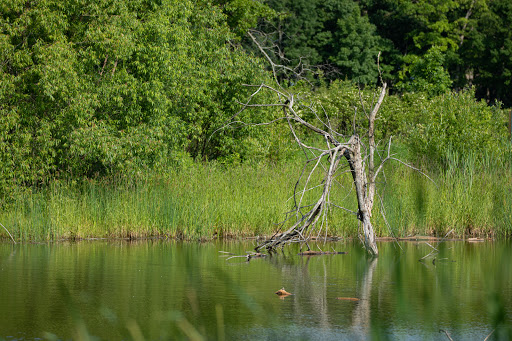 Nature Preserve «Rollins Savanna Forest Preserve», reviews and photos, 20160 W Washington St, Grayslake, IL 60030, USA