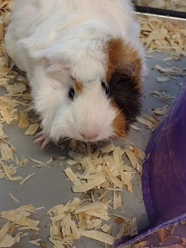 Pet Store «Exotic Tropical Petworld LLC.», reviews and photos, 1716 W Hackberry Ave, McAllen, TX 78501, USA