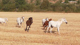 Les cavaliers du reg, promenades et randonnées à cheval et en calèche Campestre-et-Luc