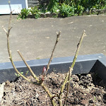 Photo n° 1 de l'avis de Quentin.r fait le 11/05/2024 à 10:27 pour Jardinerie Jacques Briant à Verrières-en-Anjou