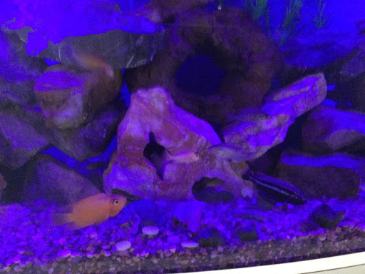 Pet Store «Fish Geeks», reviews and photos, 5845 Hillside Ln, Mechanicsburg, PA 17050, USA