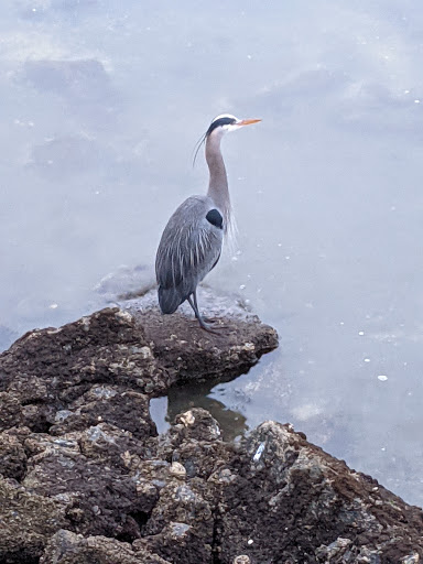 Conference Center «Des Moines Beach Park Auditorium», reviews and photos, 22030 Cliff Ave S, Des Moines, WA 98198, USA