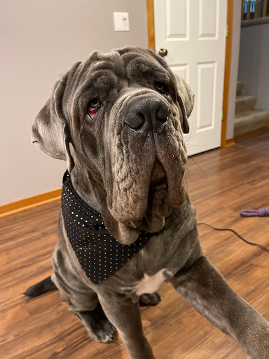 Pet Store «Lucky Pets», reviews and photos, 12246 42nd St NE, St Michael, MN 55376, USA