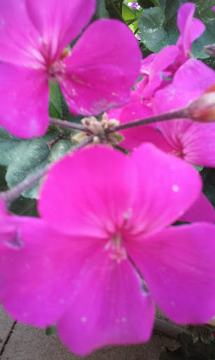 Grocery Store «Super Stop & Shop», reviews and photos, 446 Putnam Pike, Greenville, RI 02828, USA