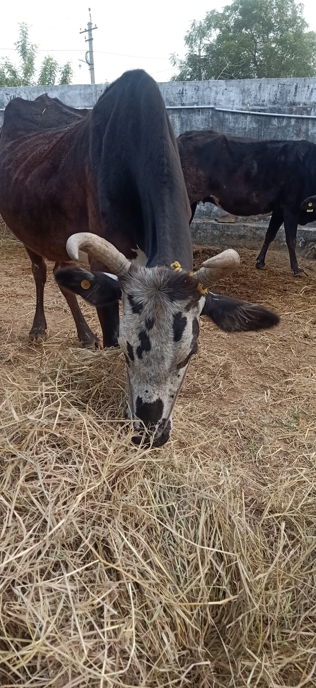 Gaushala
