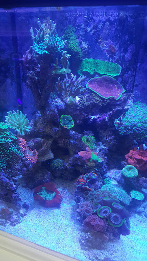 Tropical Fish Store «Pure Reef», reviews and photos, 12900 GA-9, Alpharetta, GA 30004, USA