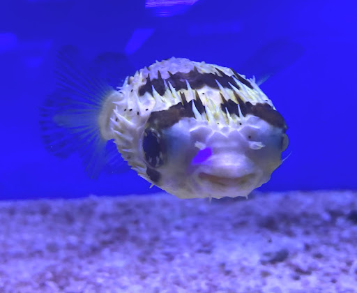 Tropical Fish Store «Optimum Aquarium», reviews and photos, 840 Ernest W Barrett Pkwy NW #700, Kennesaw, GA 30144, USA